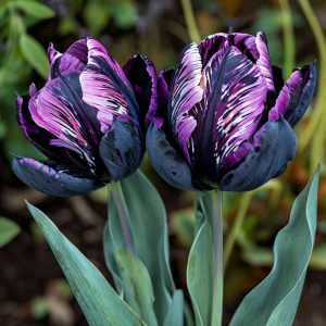 Тюльпан Блэк Каньон купить по цене от 305р. в интернет-магазине «Посадика» с доставкой почтой в в Сольцые и по всей России – [изображение №1].