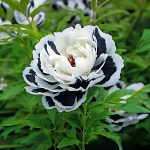 Пион Монохромный Шик купить по цене от 429р. в интернет-магазине «Посадика» с доставкой почтой в в Сольцые и по всей России – [изображение №1].