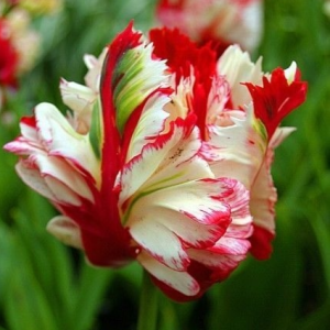 Тюльпан Эстелла Рижнвельд купить по цене от 500р. в интернет-магазине «Посадика» с доставкой почтой в в Сольцые и по всей России – [изображение №1].