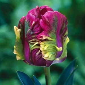 Тюльпан Экзотик Хэвен купить по цене от 186р. в интернет-магазине «Посадика» с доставкой почтой в в Сольцые и по всей России – [изображение №1].