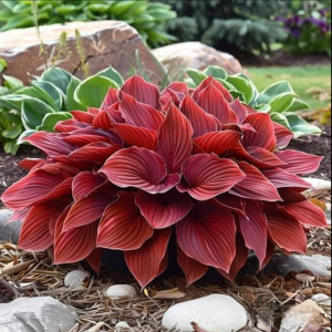 Хоста Рэд Эйнджл купить по цене от 549р. в интернет-магазине «Посадика» с доставкой почтой в в Сольцые и по всей России – [изображение №1].