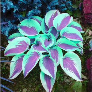 Хоста Висперин Бьюти купить по цене от 379р. в интернет-магазине «Посадика» с доставкой почтой в в Сольцые и по всей России – [изображение №1].