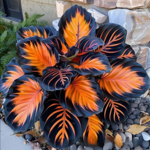 Хоста Сикрет Форест купить по цене от 601р. в интернет-магазине «Посадика» с доставкой почтой в в Сольцые и по всей России – [изображение №1].