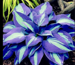 Хоста Аурелия купить по цене от 450р. в интернет-магазине «Посадика» с доставкой почтой в в Сольцые и по всей России – [изображение №1].