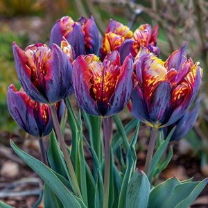 Тюльпан Опал Дрим купить по цене от 207р. в интернет-магазине «Посадика» с доставкой почтой в в Сольцые и по всей России – [изображение №1].