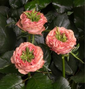 Роза Амбер Инчант купить по цене от 495р. в интернет-магазине «Посадика» с доставкой почтой в в Сольцые и по всей России – [изображение №1].