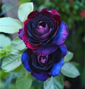 Роза Скарлет Рэвери купить по цене от 489р. в интернет-магазине «Посадика» с доставкой почтой в в Сольцые и по всей России – [изображение №1].