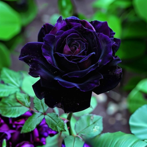 Роза Блэк Пантер купить по цене от 319р. в интернет-магазине «Посадика» с доставкой почтой в в Сольцые и по всей России – [изображение №1].