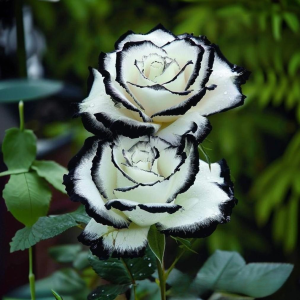 Роза Силк Ивин купить по цене от 319р. в интернет-магазине «Посадика» с доставкой почтой в в Сольцые и по всей России – [изображение №1].