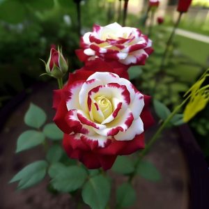 Роза Роял Глом купить по цене от 401р. в интернет-магазине «Посадика» с доставкой почтой в в Сольцые и по всей России – [изображение №1].