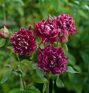 Роза Опаловый Пейзаж купить по цене от 490р. в интернет-магазине «Посадика» с доставкой почтой в в Сольцые и по всей России – [изображение №1].