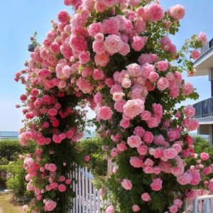 Роза Пастель Розе купить по цене от 605р. в интернет-магазине «Посадика» с доставкой почтой в в Сольцые и по всей России – [изображение №1].