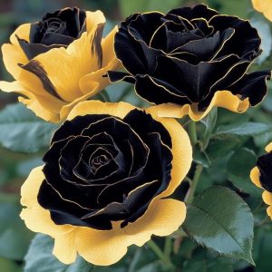 Роза Ханни Сикл купить по цене от 700р. в интернет-магазине «Посадика» с доставкой почтой в в Сольцые и по всей России – [изображение №1].