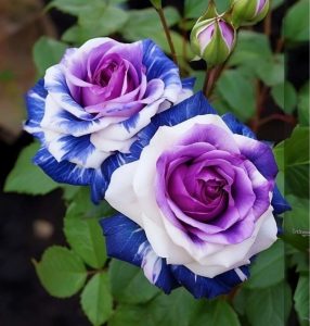 Роза Айвори Каскад купить по цене от 420р. в интернет-магазине «Посадика» с доставкой почтой в в Сольцые и по всей России – [изображение №1].