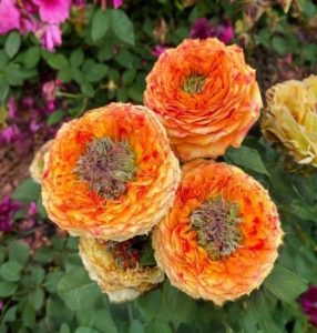 Роза Золотой Мираж купить по цене от 420р. в интернет-магазине «Посадика» с доставкой почтой в в Сольцые и по всей России – [изображение №1].