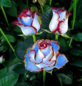 Роза Сафайер Пэтл купить по цене от 450р. в интернет-магазине «Посадика» с доставкой почтой в в Сольцые и по всей России – [изображение №1].