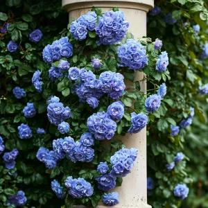 Роза плетистая Блю Перпл купить по цене от 540р. в интернет-магазине «Посадика» с доставкой почтой в в Сольцые и по всей России – [изображение №1].